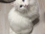 Gatitos Ragdoll en venta