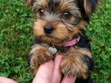 Tiny teacup Yorkie puppies