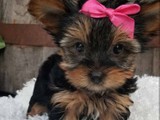 Nenas Yorkie 
