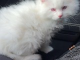 Se regalan gatitos