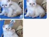 adorable gatita persa blanca
