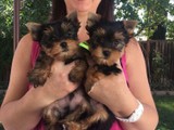 Yorkies nenas