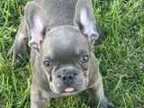 Frenchy hembra