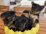Yorkshire Terrier for sale by owner