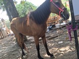 Venta yegua 