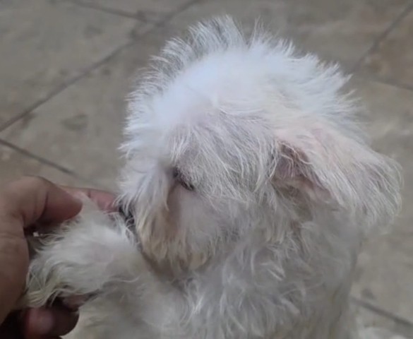 Schnauzer Mini 2 meses , 1 Macho
