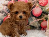 Poodle puppies acesorios 