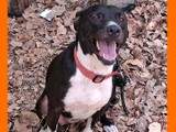 Pitbull Gratis