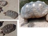 2 Tortugas Terrestres RedFoot