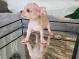 Se vende chihuahua merle 