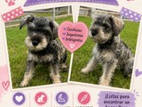 Mini schnauzer