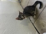 Se Regala Gatito sato de 2 meses