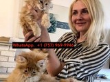 Gato maine coon bebé blanco para ad