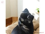 Pug