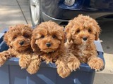 Hermosas Toy Poodle