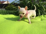 Chiwawa en venta precio bajo