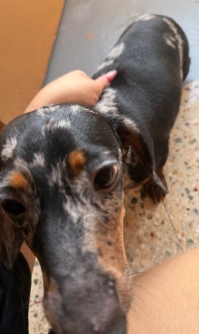 Perro Salchicha