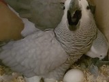 Congo African Grey Parrot Eggs