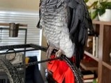 Vendo Loro Africano por motivo de v