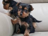 Se vende yorkie