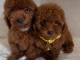 Poodles toy macho chocolate 