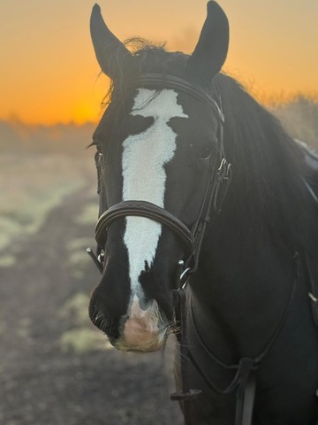American Mare horse for sale
