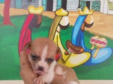Se vende chihuahua macho 