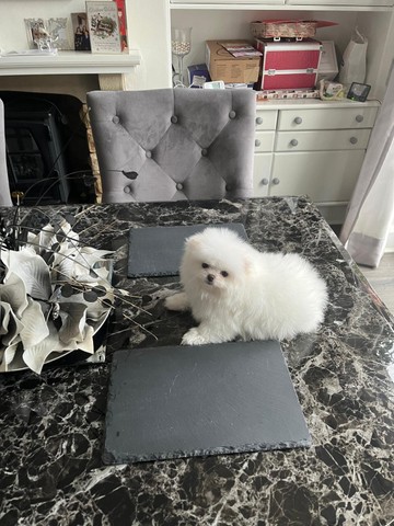 Preciosos Pomeranias blancos