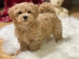Maltipoo puppies