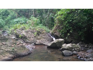 Dajaos