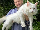 Maine coon de raza color blanco en 