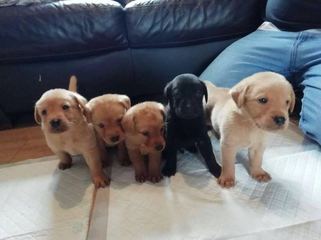Cachorros de labrador machos y hemb