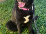 Hermosa German Shepherd en Adopc