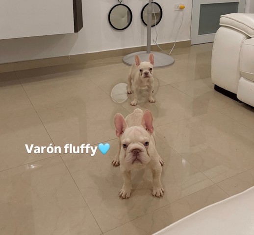 French bulldogs disponibles