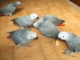 a de Loros Grises Africanos y huevo