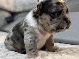 Cachorros esponjosos de bulldog fra