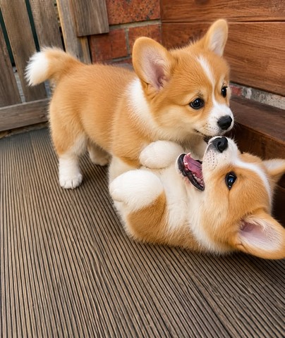 Cachorros Corgi juguetones para ti
