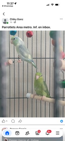 Parrotlets