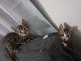 Regala garitos de 2 meses 