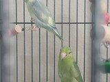 Parrotlets