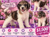 Mini Poodle