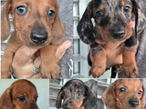 Dachshund para la venta