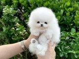 Cachorros de Pomerania de pura raza