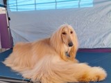 Afghan Hound