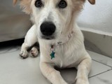 GRATIS - Perrita 8 meses