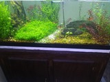 Pecera  40 Gal