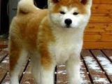 Akita inu Splendid camada