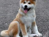 Hermoso akita inu