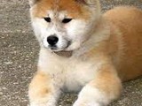 3 espléndidos cachorros Akita inu d