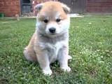 Akita Inu